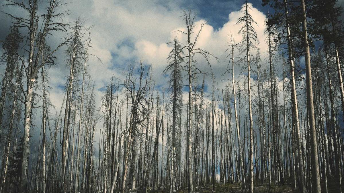 如果成了语言学家，家中或许有禁止使用网络流行语的“语言纯度”家规