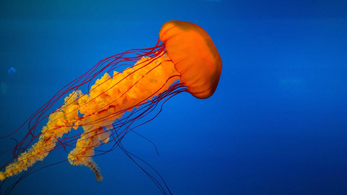 运动队标志性庆祝动作被某公司注册为商标,并起诉使用该动作的其他队伍和运动员。 运动队标志性庆祝动作被某公司注册为商标,并起诉使用该动作的其他队伍和运动员。